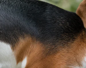 Beagle — coat texture