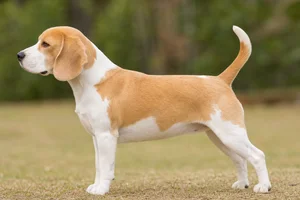 Beagle — Lemon and white coat