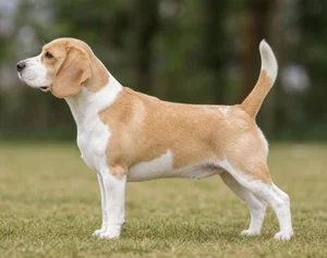 Beagle — Lemon & White coat
