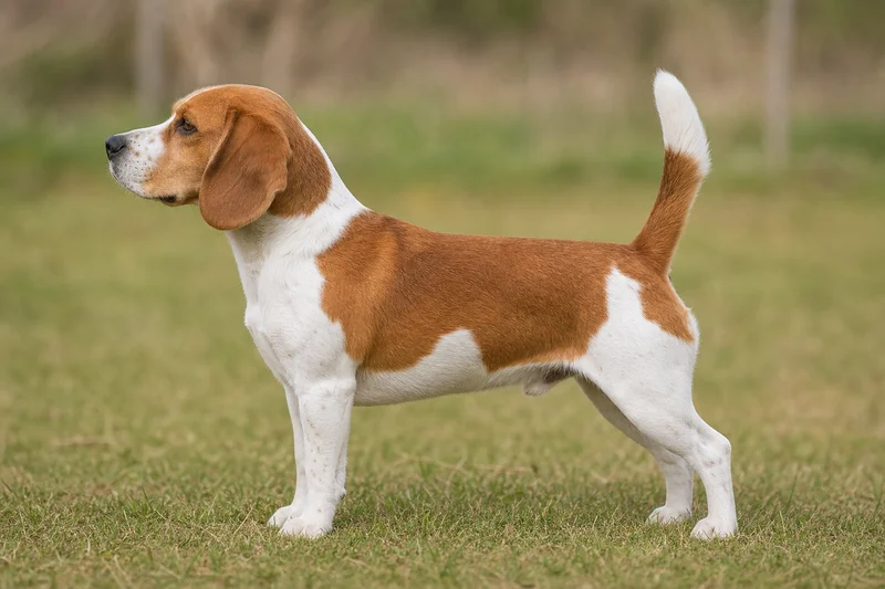 Beagle — Red and white coat