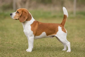 Beagle — Red and white coat
