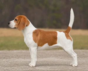 Beagle — Red & White coat