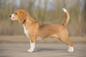 Beagle — tan coat