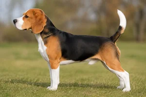 Beagle — Tricolor (black coat