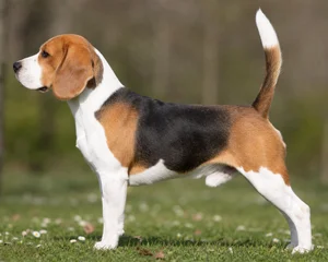 Beagle — Tricolor coat
