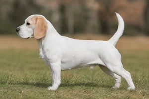Beagle — white) coat
