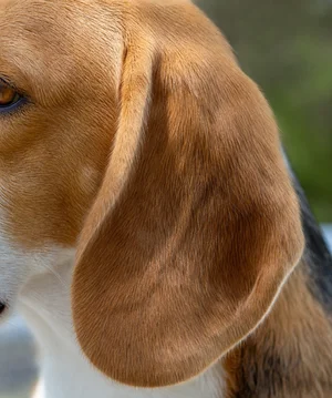 Beagle — ears