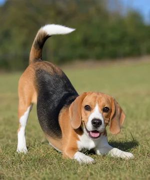 Beagle — playful