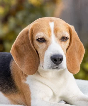 Beagle — relaxed