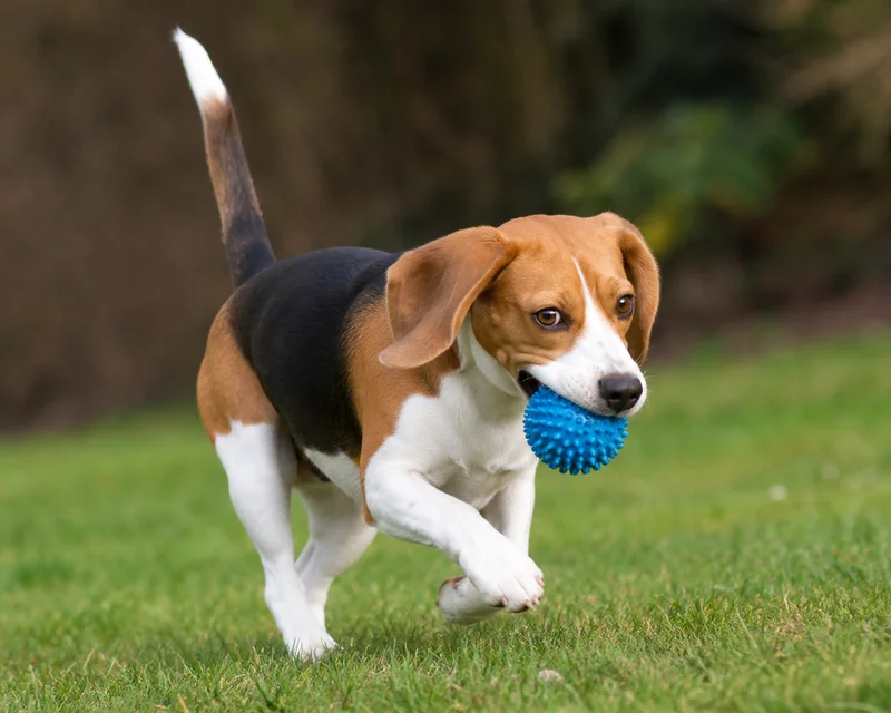 Beagle — playing