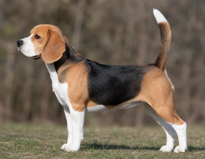 Beagle — side