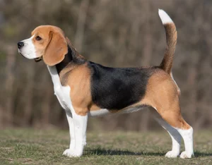 Beagle dog