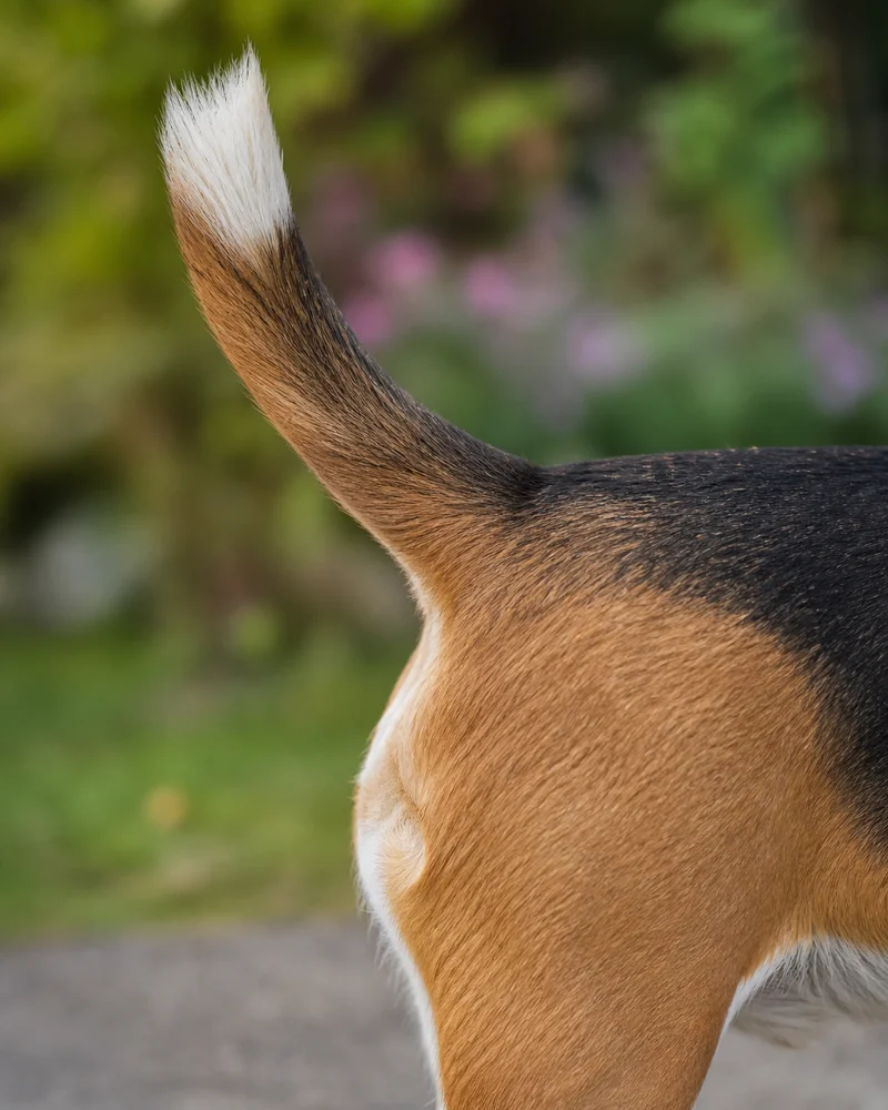 Beagle — tail