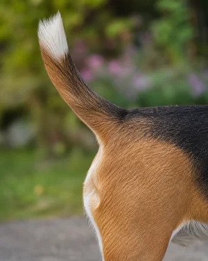Beagle — tail