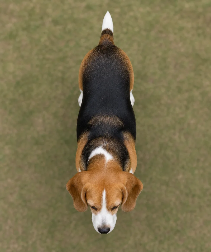 Beagle — top