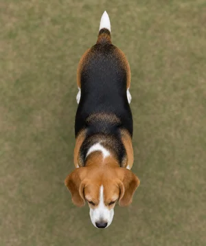 Beagle — top