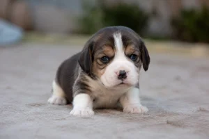 Beagle — young puppy (~1 mo)