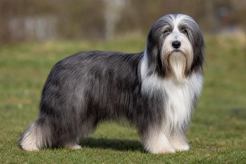 Bearded Collie — adult