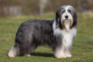 Bearded Collie — adult