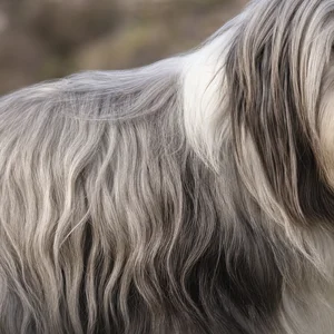 Bearded Collie — coat texture