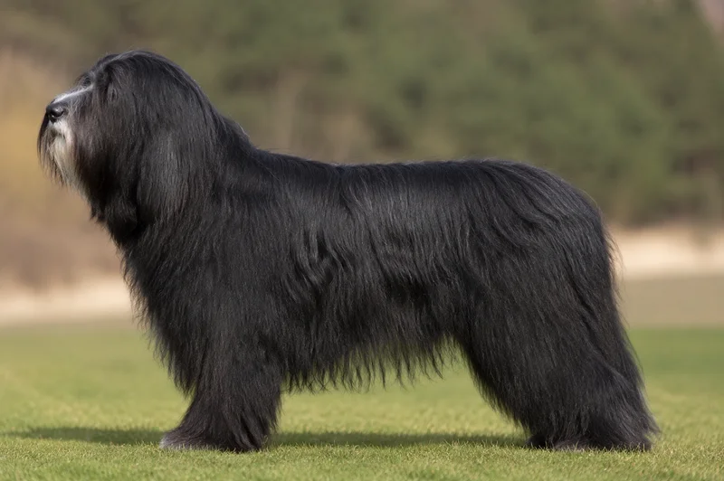 Bearded Collie — Black coat