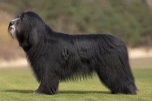 Bearded Collie — Black coat