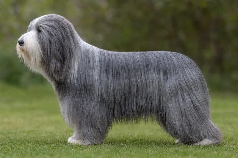 Bearded Collie — Blue coat