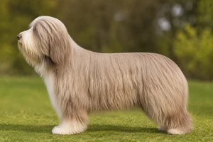 Bearded Collie — Fawn coat
