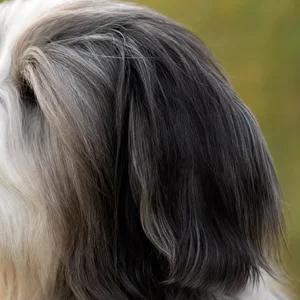 Bearded Collie — ears