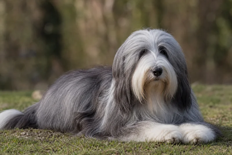 Bearded Collie — lying down
