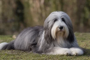 Bearded Collie — lying down