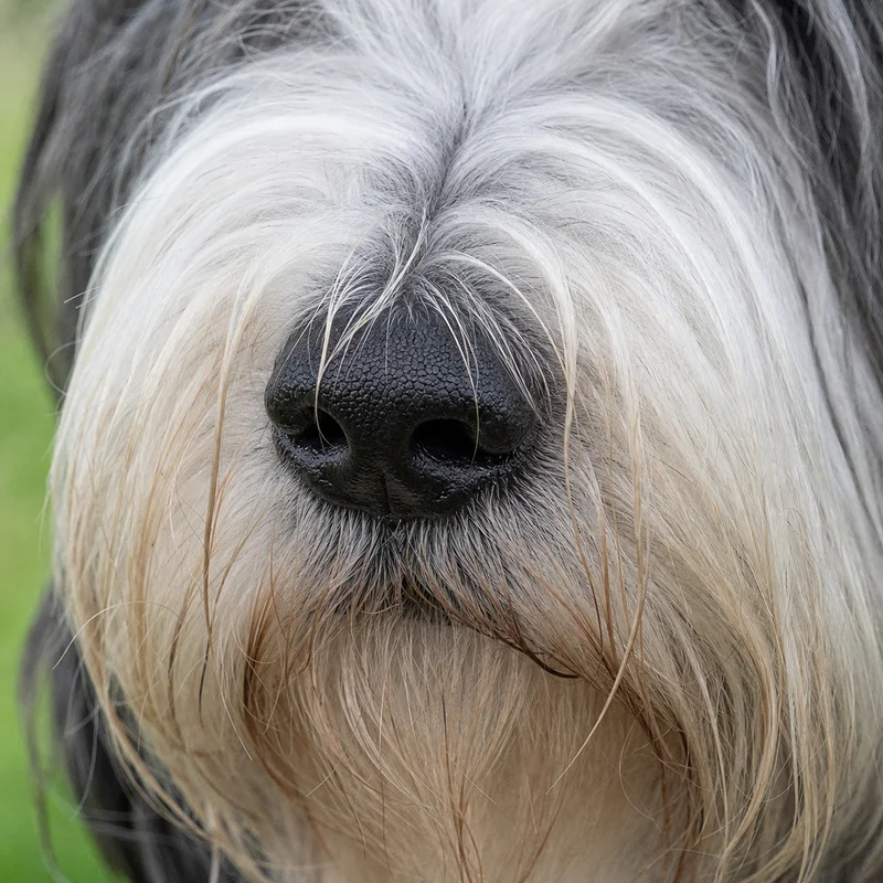 Bearded Collie — nose