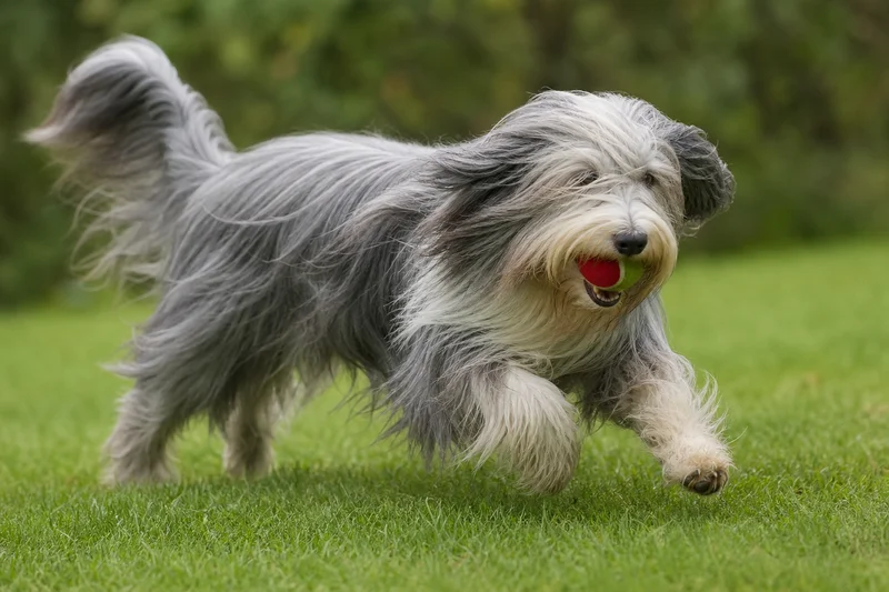Bearded Collie — playing