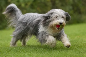 Bearded Collie — playing