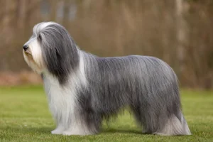 Bearded Collie dog