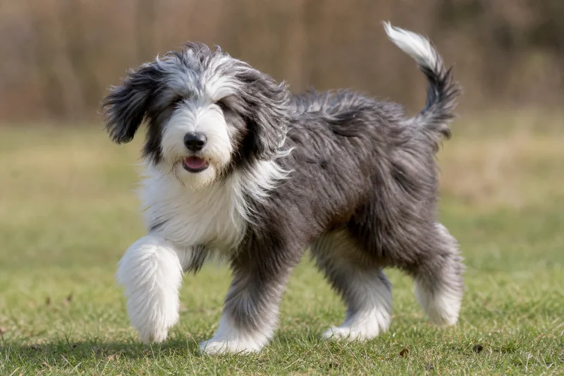 Bearded Collie — puppy (~4 mo)