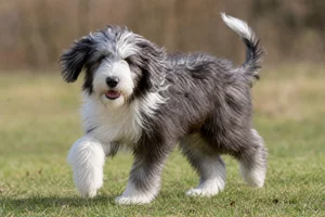 Bearded Collie — puppy (~4 mo)
