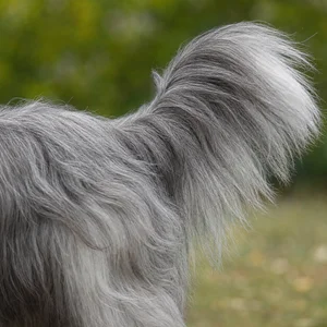 Bearded Collie — tail
