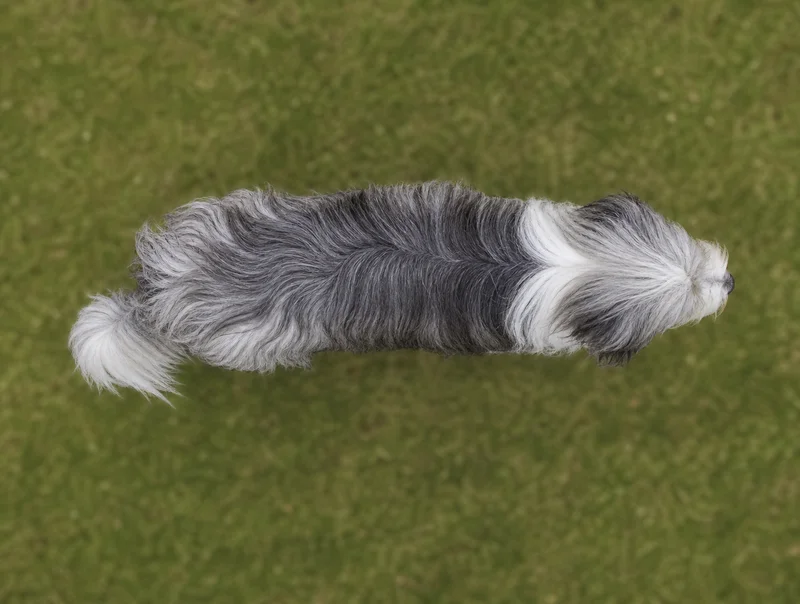 Bearded Collie — top