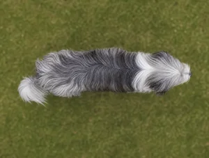 Bearded Collie — top