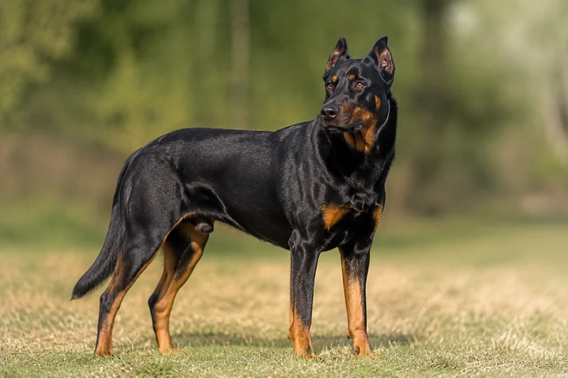 Beauceron — adult