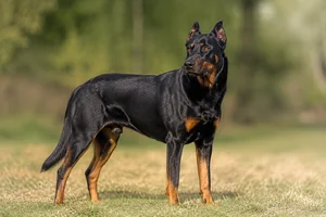 Beauceron — adult