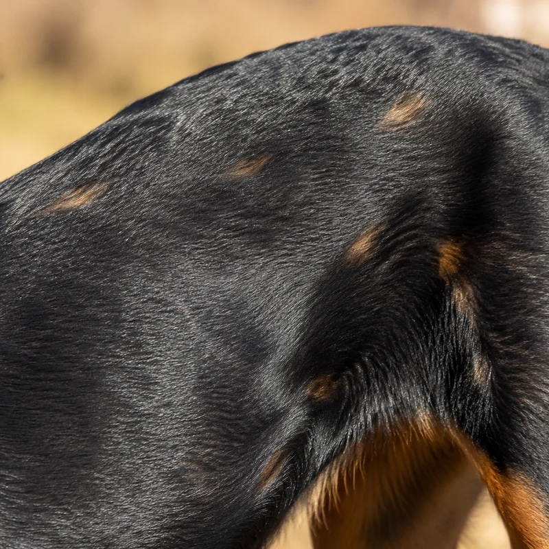 Beauceron — coat texture