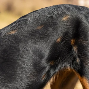Beauceron — coat texture