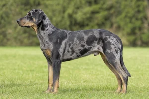Beauceron — Harlequin coat
