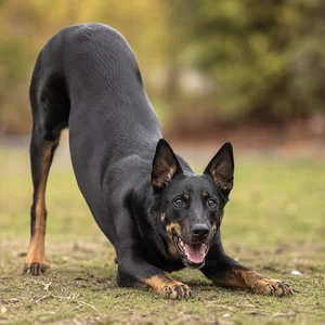 Beauceron — playful