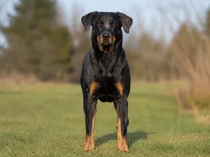 Beauceron — front