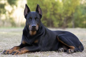 Beauceron — lying down