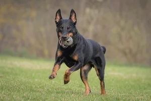 Beauceron — playing