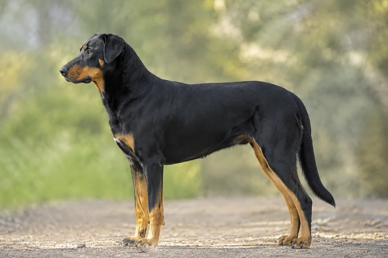 Beauceron — side